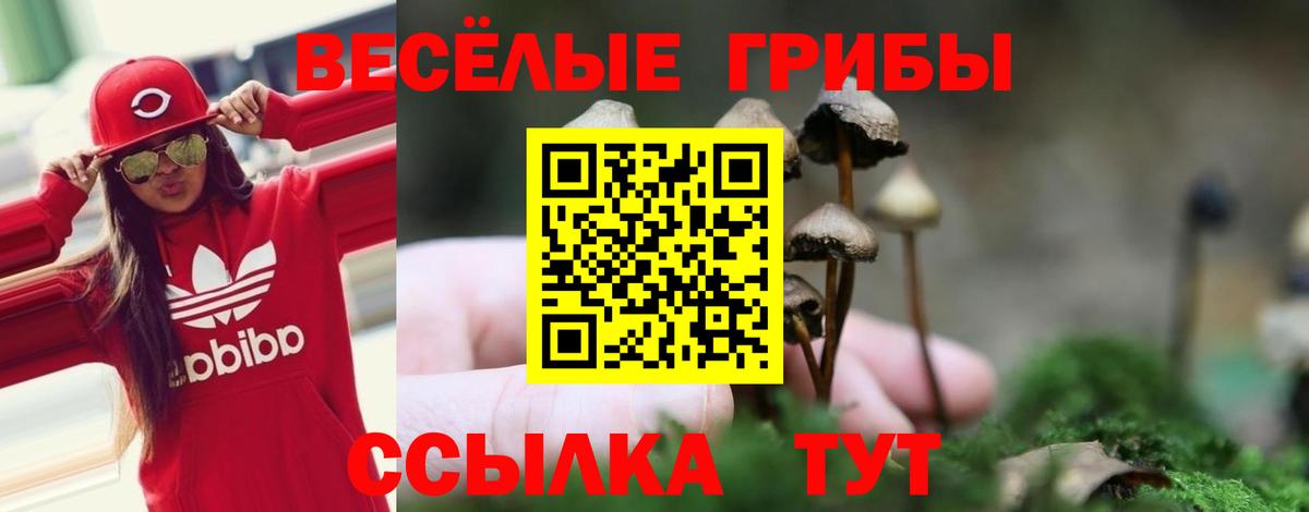 Гусев  Псилоцибиновые грибы GOLDEN TEACHER  где продают   Галлюциногенные грибы Psilocybe  Вход с VPN 